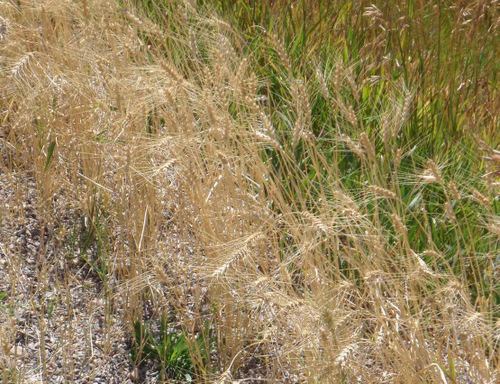 The roadside grass looks like short Wheat.